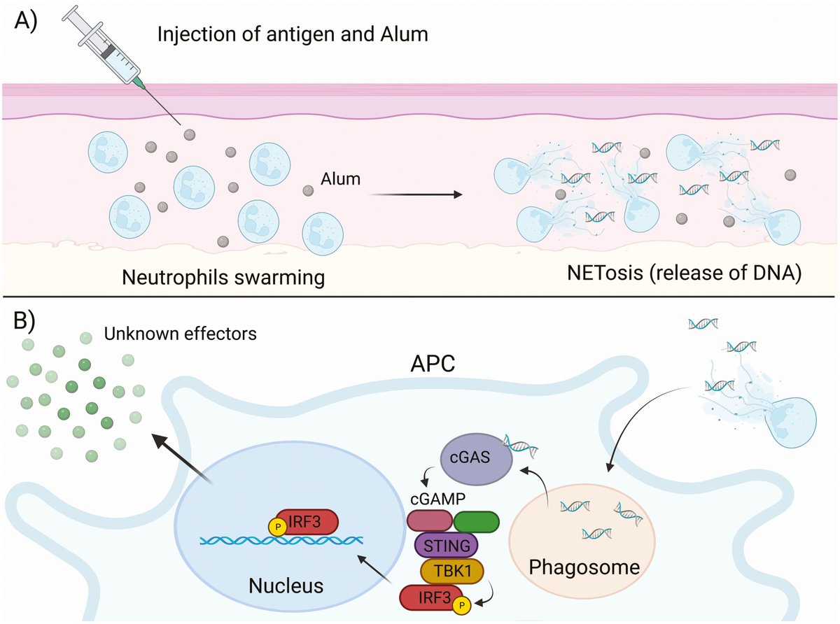 ✨ The role of #DNAsensing in alum #adjuvant activity ✨ Delve into this review from @UofGSii researchers to gain a clearer understanding of how this adjuvant works, how it can inform #VaccineDesign & outstanding questions this #WorldImmunizationWeek ➡️bit.ly/3Ywhk1E