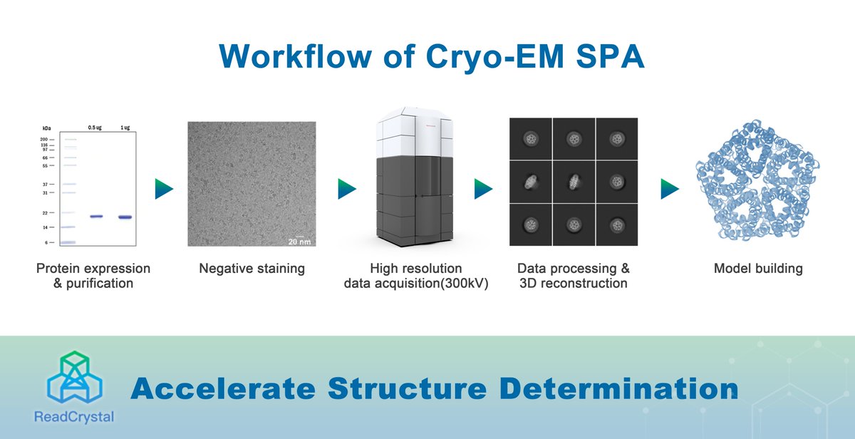 ReadCrystal Biotechnology (@readcrystaltech) on Twitter photo Advantage of Cryo-EM SPA:
Crystallization-free
1mg sample required
Samples in a near-native hydrated state
<a href="/ReadCrystalTech/">ReadCrystal Biotechnology</a>
200 + Protein Targets Expressed
300 + Drug Molecules Structures Solved
500 + Protein Complex Structures Solved
readcrystalbio.com Advantage of Cryo-EM SPA:
Crystallization-free
1mg sample required
Samples in a near-native hydrated state
<a href="/ReadCrystalTech/">ReadCrystal Biotechnology</a>
200 + Protein Targets Expressed
300 + Drug Molecules Structures Solved
500 + Protein Complex Structures Solved
readcrystalbio.com