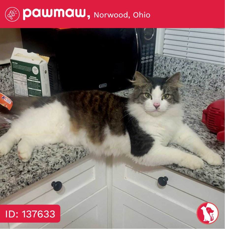 Binx - Lost Cat in Norwood, Ohio, 45212

More Details:
pawmaw.com/lost-binx/1376…

#LostPetFlyer #pawmaw
#LostDog #LostPet #MissingDo
#LostCat #LostPetFlyer #FoundPet