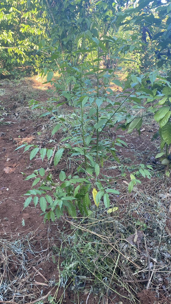 The nature will always call us to take action Trees we planted during the November 2023 to commemorate #ACS2023 in Nairobi Updates
