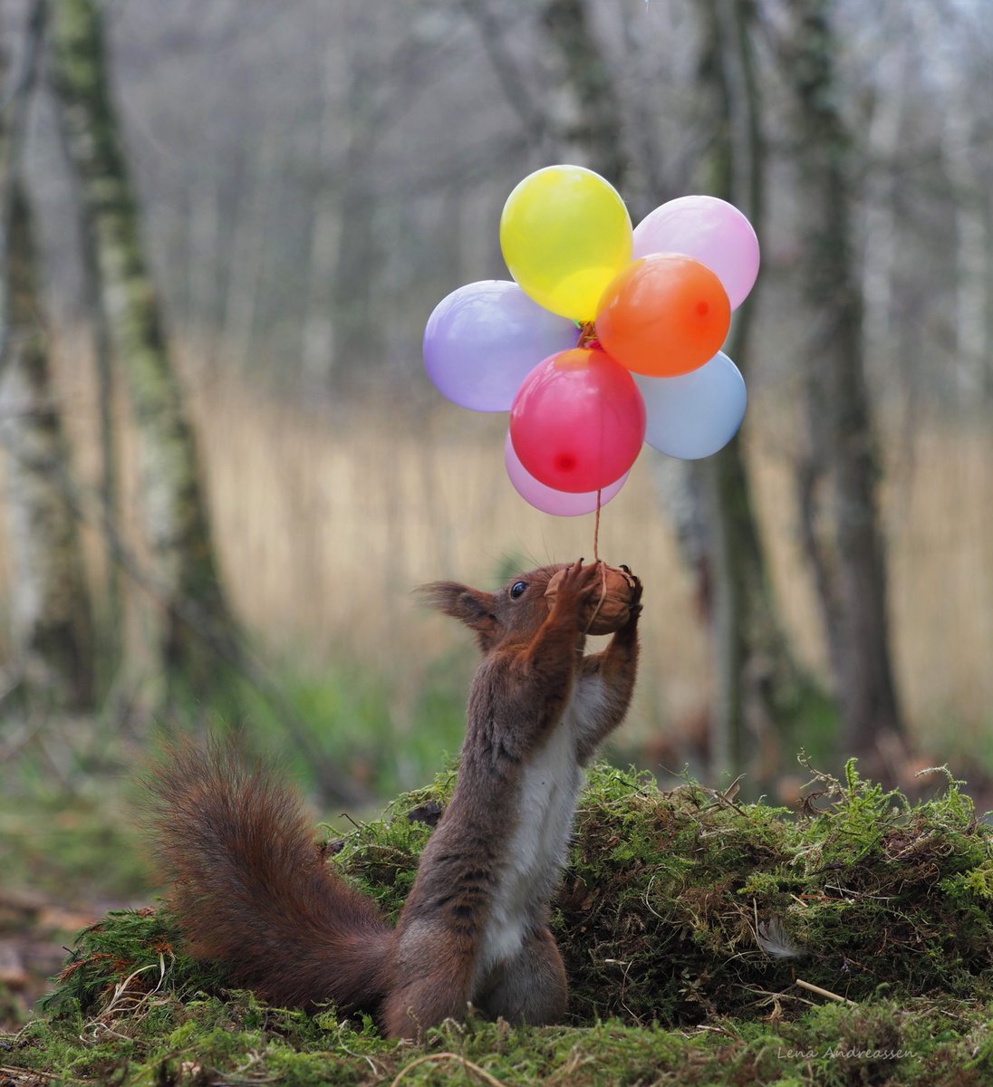 'The hardest ting its letting go, not because you want to but because you have to'🎈🎈🎈 Have a fab Thursday from me and the squirrelsquad Jæren Norway @ThePhotoHour #squirrel #Balloons