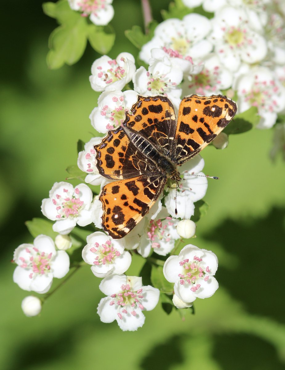 La petite Carte de géographie sur l'aubépine en fleurs. #Papillons #Haies #Jardin #MaraisPoitevin