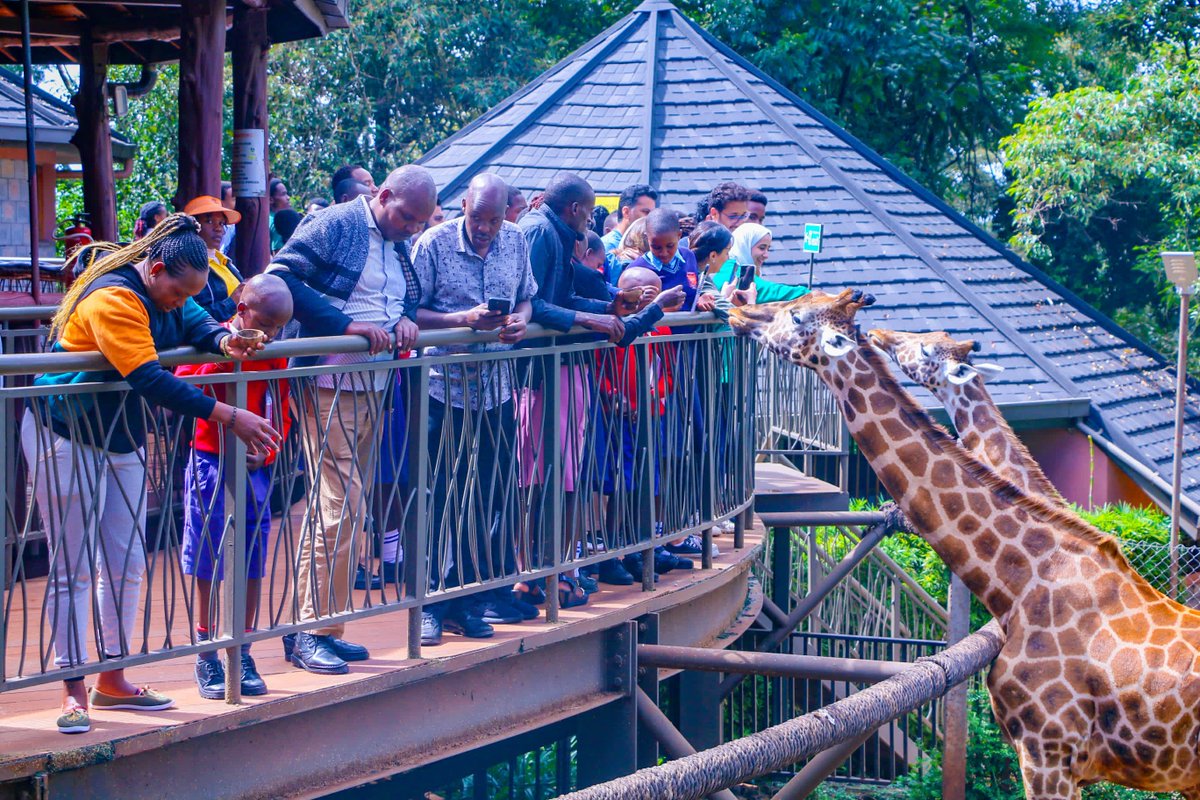 KTBKenya's tweet photo. CSR in form of educational tour: 

Pupils of Enoosean Primary and their teachers feeding giraffes at Nairobi's giraffe center. The school is in a tour of Nairobi city courtesy of @magicalkenya, @KenyaUtalii and @KICC_kenya https://t.co/RRrBEUcUKm