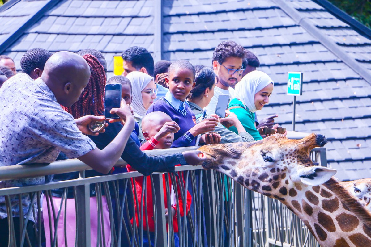 KTBKenya's tweet photo. CSR in form of educational tour: 

Pupils of Enoosean Primary and their teachers feeding giraffes at Nairobi's giraffe center. The school is in a tour of Nairobi city courtesy of @magicalkenya, @KenyaUtalii and @KICC_kenya https://t.co/RRrBEUcUKm