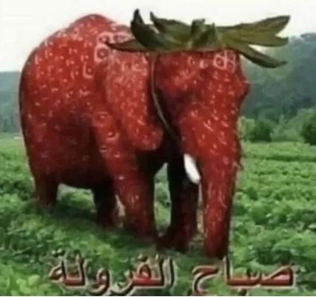 hh219_'s tweet photo. “U must be arabic strawberry elephant if u think that today is the day u will fix ur sleep schedule”

Me af: https://t.co/FUqIFi3xeK