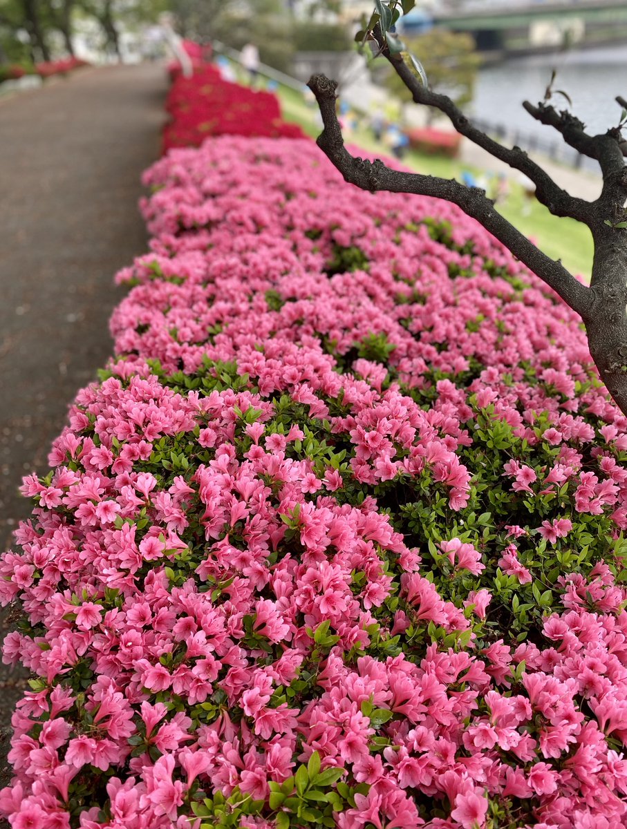 There are always flowers in Japan! 
Sakura is not the end but just the beginning of glorious, vibrant, colorful months! 
Watch this space for more flower updates. 
Pics are the azaleas clicked around my apartment!