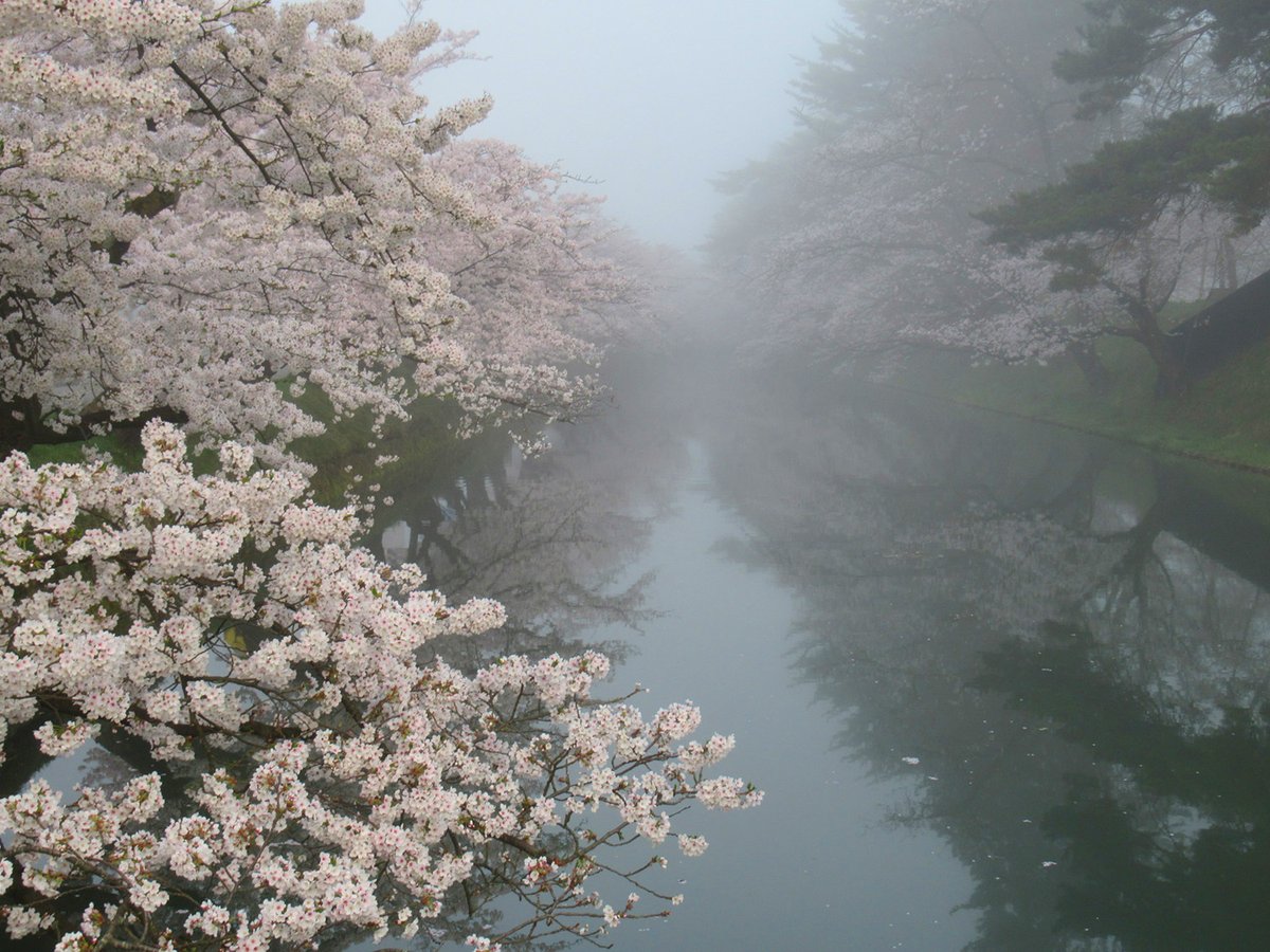 今朝は濃い霧が発生していて、弘前公園では満開の桜に霧という幻想的な写真が撮れました。