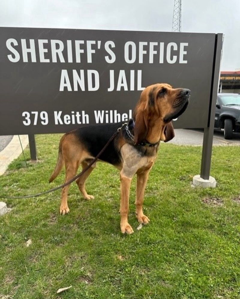 K9 Tyr is a 2-year-old trailing bloodhound that works as a volunteer for the Branch County Sheriff’s Department in Michigan. He recently needed surgery on his shoulder which was covered in full thanks to YOUR donations! Thank you, Spike's Pack! #community #dogs #FirstResponders