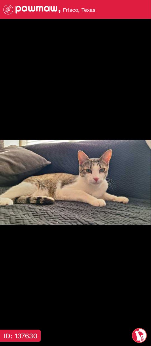 Rattles - Lost Cat in Frisco, Texas, 75035

More Details:
pawmaw.com/lost-rattles/1…

#LostPetFlyer #pawmaw
#LostDog #LostPet #MissingDo
#LostCat #LostPetFlyer #FoundPet