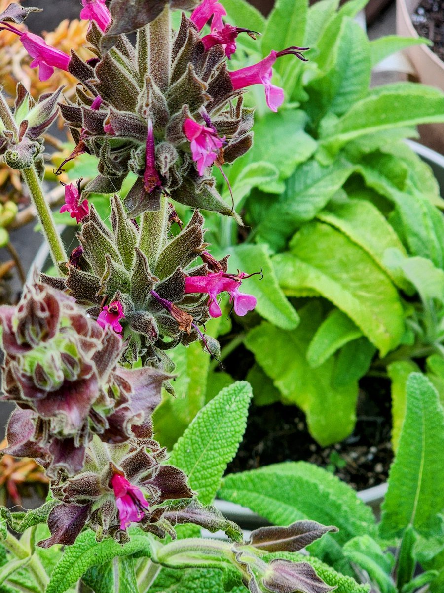 Celebrate #CAnativeplantweek Hummingbird Sage, a pollinator's paradise with vibrant flowers and lovely scent, perfect for container gardens. Thanks to @samofund for offering free native plants during its community events. #californianativeplants
#pollinators #containergarden