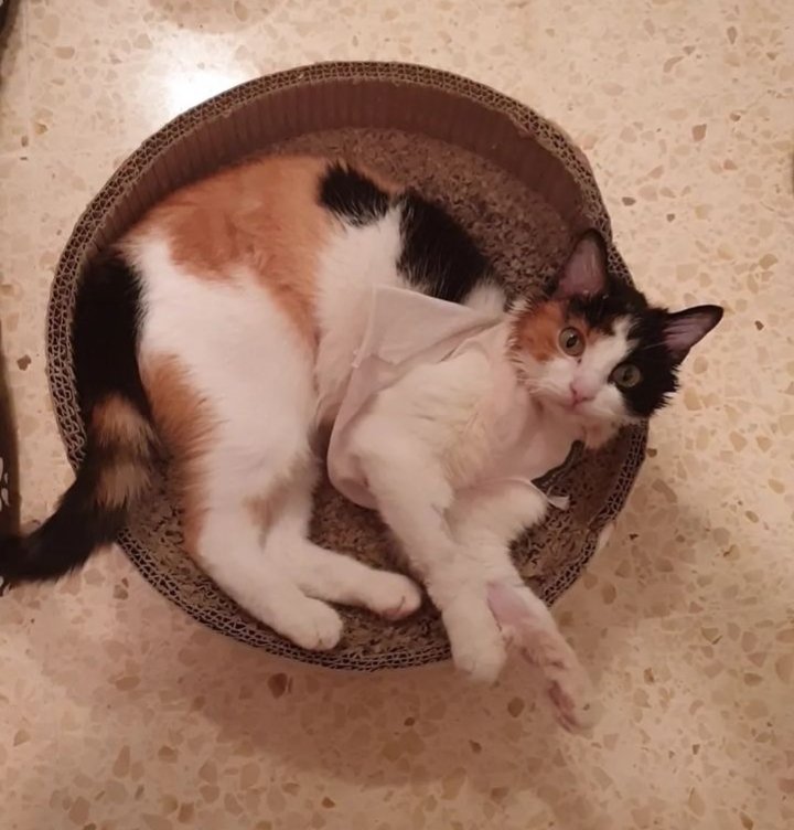 Solopar53137293's tweet image. Leia busca #Acollida o #adopcio Està a Pons #Lleida. És molt bona i afectuosa. Ha passat per un abandonament. Li dones una oportunitat? #XarxaCatalunyaAdopcions #XarxaBarcelonaAdopcions  #FemXarxa  contracte @___Nurs___