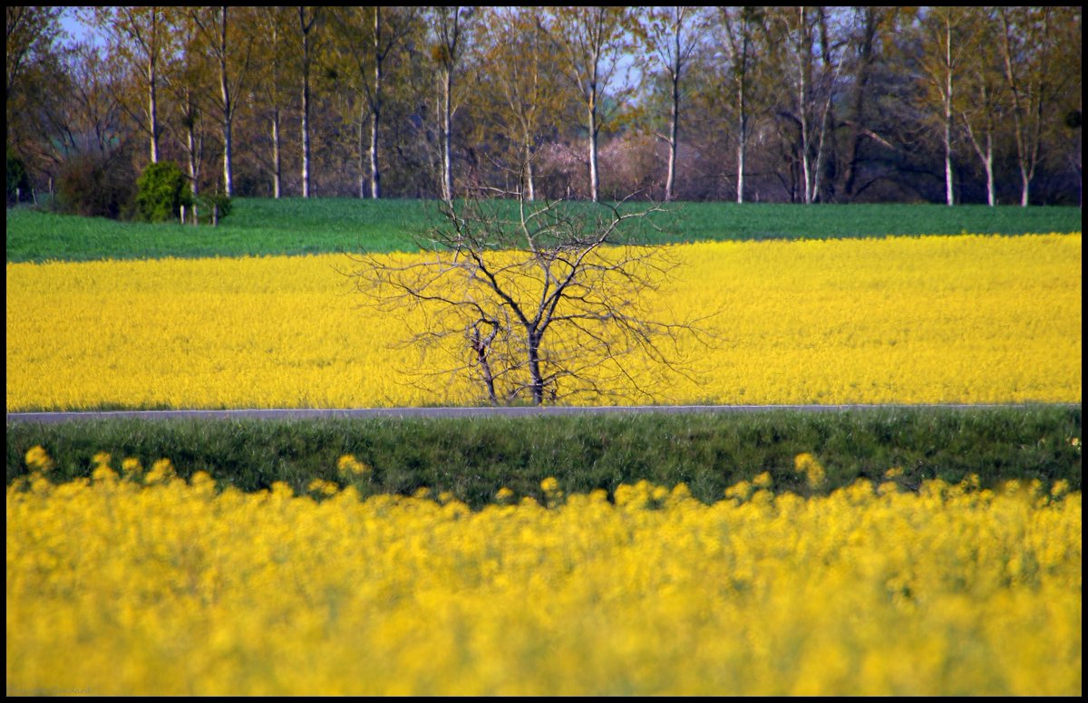 Sarthe V'la le printemps ! #Louplande #Sarthe #laSarthe #sarthetourisme #labellesarthe #labelsarthe #Maine #paysdelaloire #paysage #nature #campagne #rural #ruralité #gondard #route #road #OnTheRoadAgain #graphique #fleurs #colza