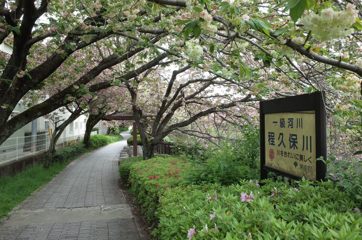 matopy0214's tweet image. この前は夜だったので明るい時間に近所の川に桜リベンジ🌸
#GR2 #GRII