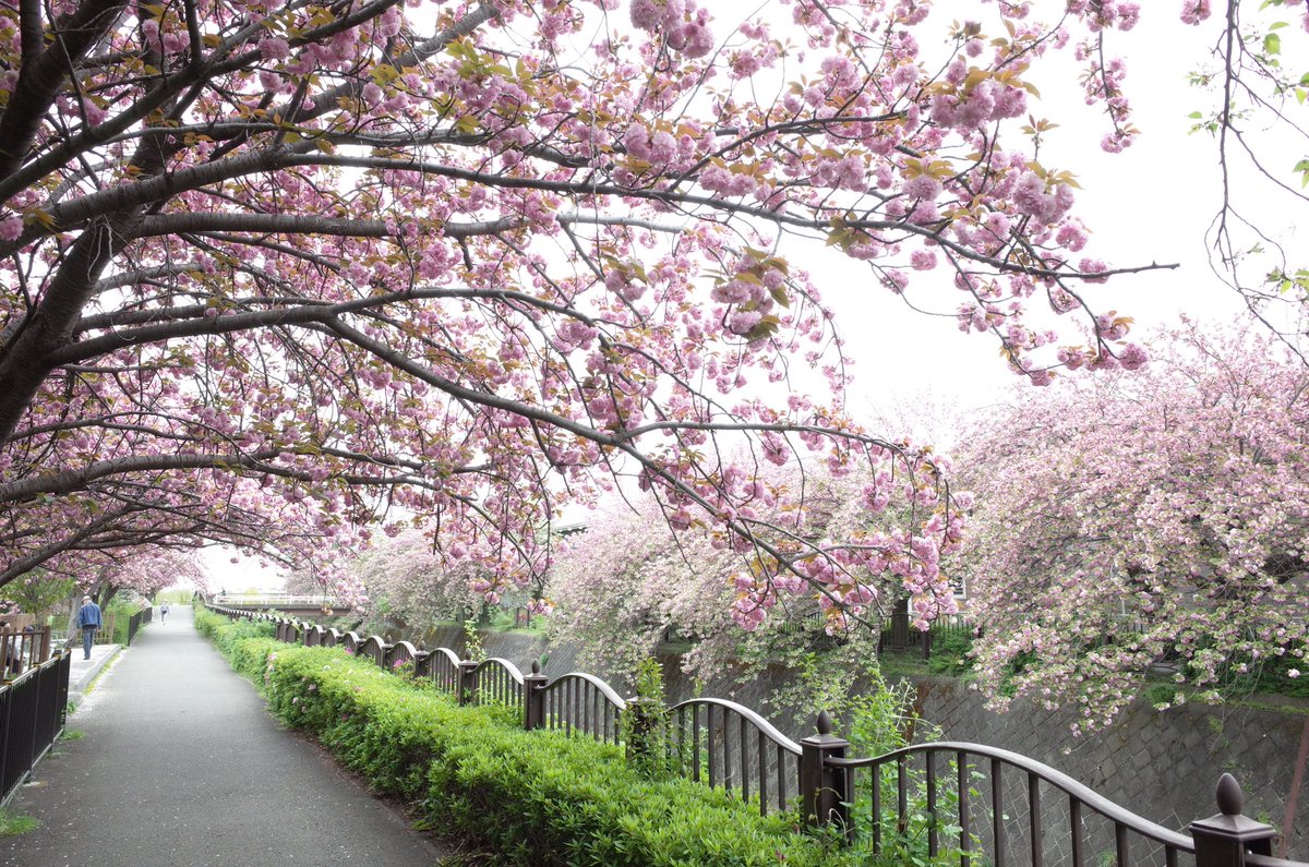 matopy0214's tweet image. この前は夜だったので明るい時間に近所の川に桜リベンジ🌸
#GR2 #GRII