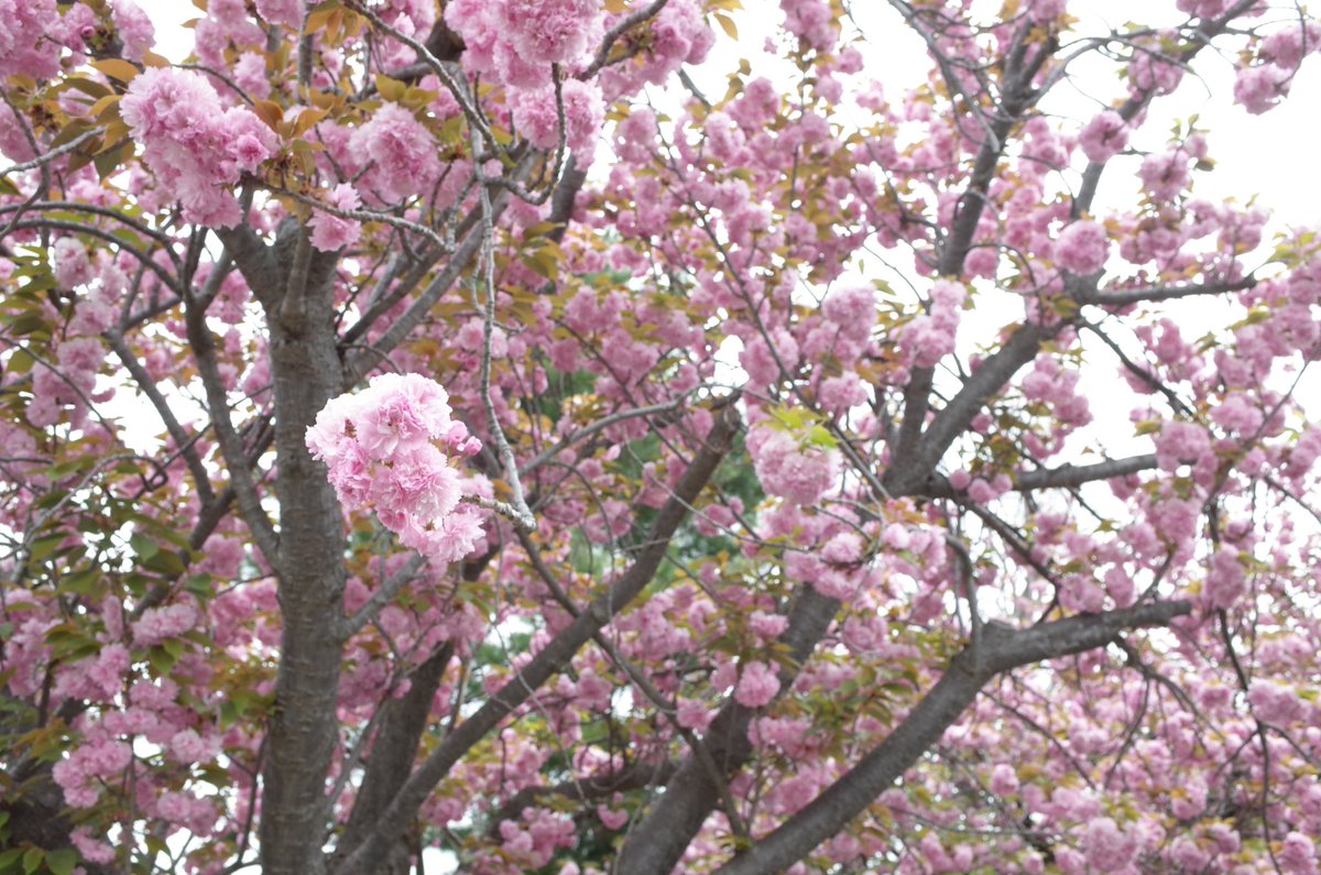 matopy0214's tweet image. この前は夜だったので明るい時間に近所の川に桜リベンジ🌸
#GR2 #GRII