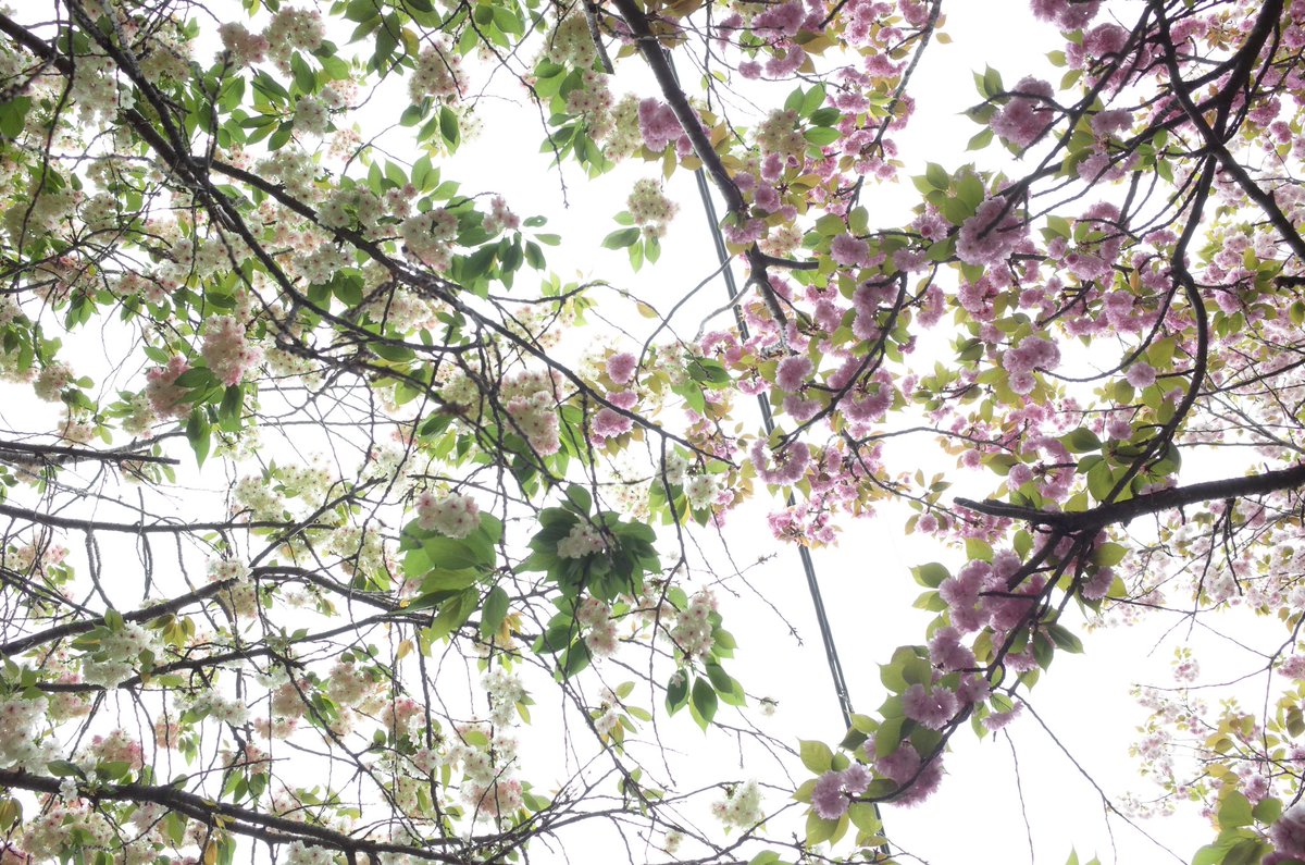 matopy0214's tweet image. この前は夜だったので明るい時間に近所の川に桜リベンジ🌸
#GR2 #GRII