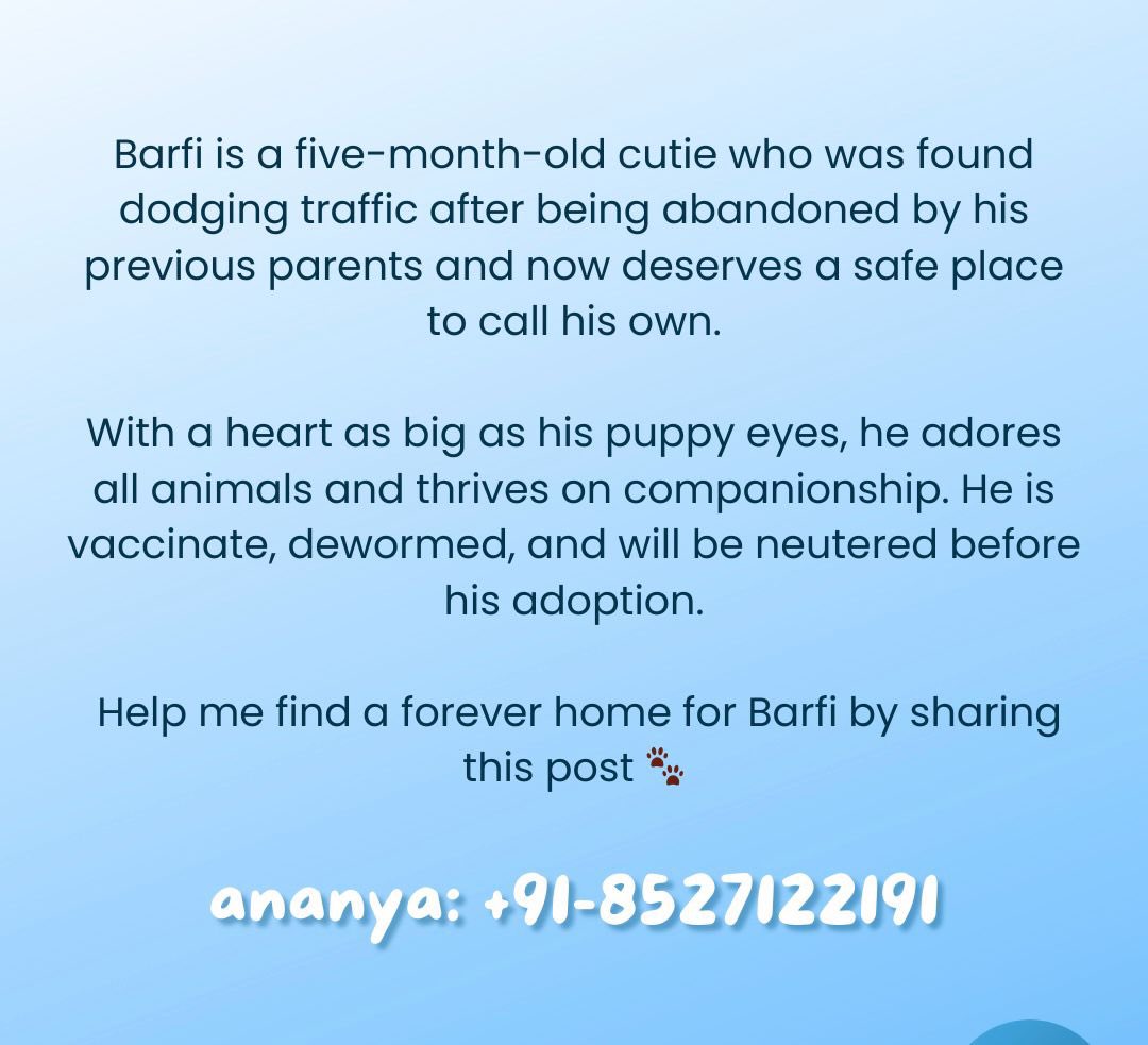 Hi friends & mutuals! Need your help in finding furever home for the cutie. ❤️ Please spread the word. :) #adoptbarfi #AdoptDontShop #AdoptDontBuy Details in the images.