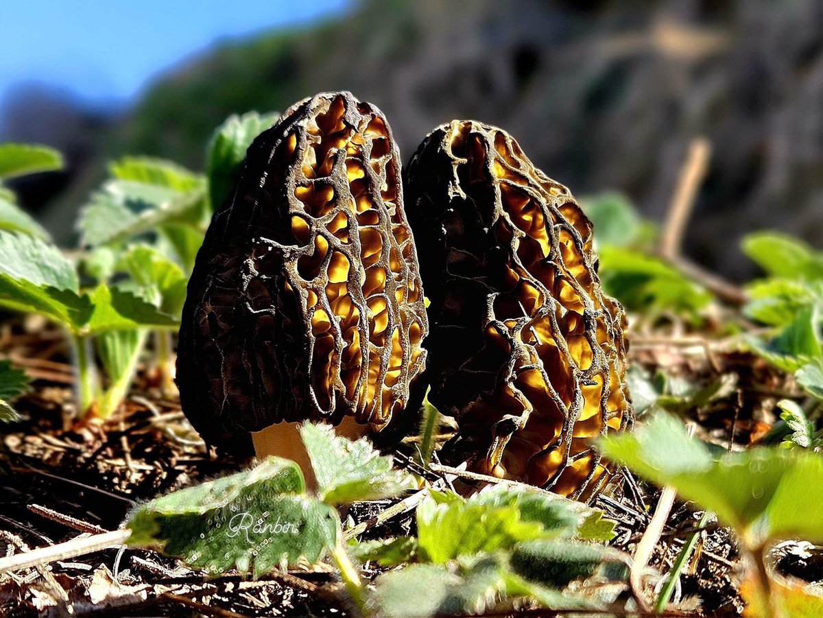 World’s most expensive mushroom variety is naturally grown in #AmazingJammu region of great Himalayas.

#GuchhiPulao is one of the famous dish made out of these morel mushrooms.

#5aDay #BuyOnline #DryFruits #puremartindia #jammukashmir