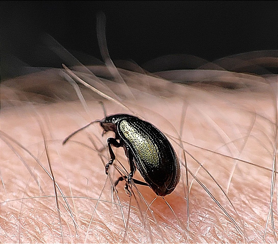 Good morning everyone! 🪲

”Casting its way through the wilderness' 😉

Happy #InsectThursday! 🐞
#macrophotography #Bugs