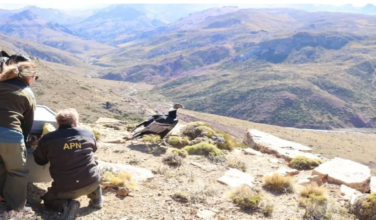 El #cóndor rescatado por los choferes ya vuela en el #ParqueNacional #LagunaBlanca patagoniambiental.com.ar/info/el-condor…