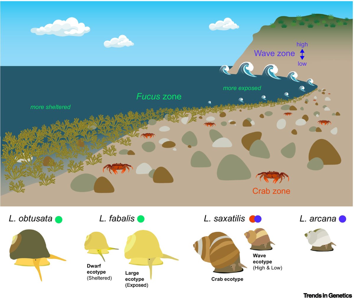 'Speciation is a key evolutionary process that is not yet fully understood.' Read here an interesting review about how 'marine snails (genus Littorina) have recently emerged as a model for speciation research.' #Science #Genetics #Biology #Ecology ⏯️cell.com/trends/genetic…