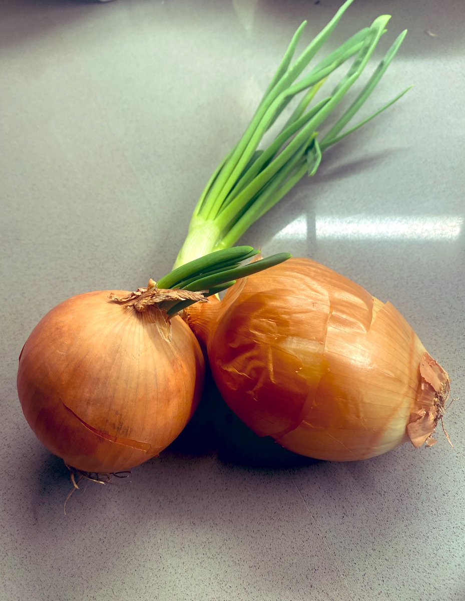 In case you thought leaving onions forever to do their thing was a bad idea, am here to tell you, no, it is not. Now I have onion greens to sprinkle in my omelette and onions to stick in my backyard garden!