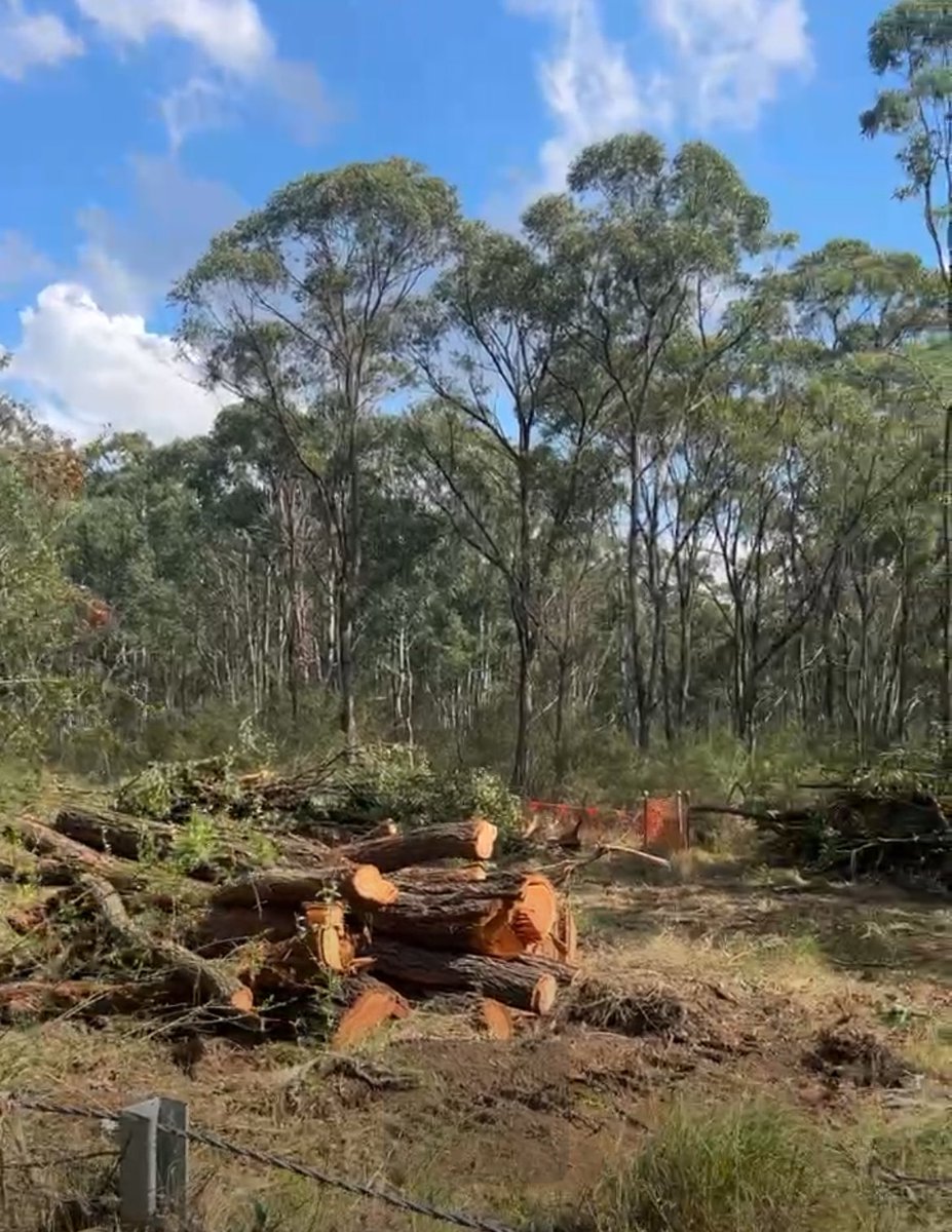 This is what @lendlease and @chris_minnsmp are doing to the Koala population of #Campbelltown They have an extinction plan in place as hundreds of trees to come down for road widening Appin Rd @tanya_plibersek expected to put the final nail in with Stage 2 Gilead approval