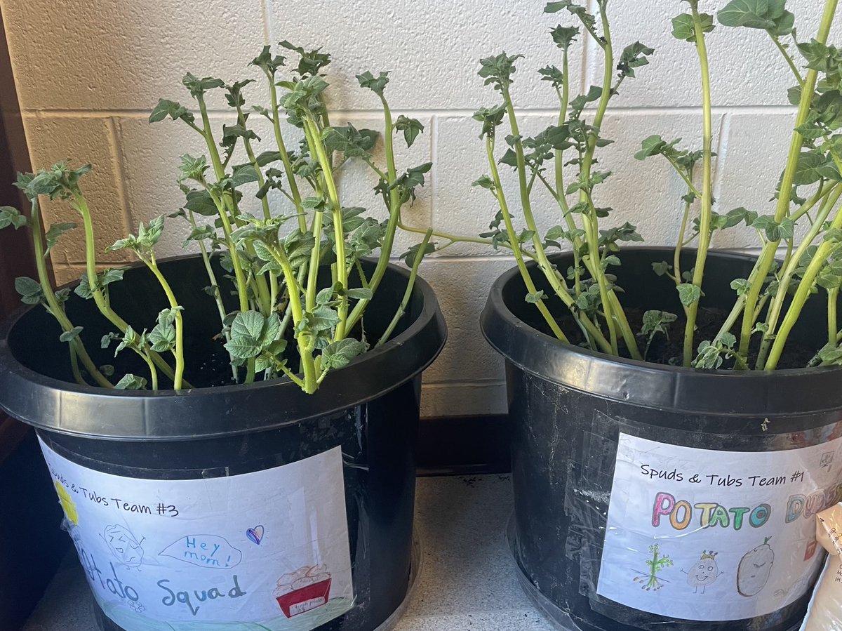 Westcot School (@westcot_school) on Twitter photo Check out these Spuds in Tubs. Our Gr3 <a href="/KarenFoster45/">Karen Foster</a> have green thumbs and see mashed potatoes in their futures. #westvaned Check out these Spuds in Tubs. Our Gr3 <a href="/KarenFoster45/">Karen Foster</a> have green thumbs and see mashed potatoes in their futures. #westvaned