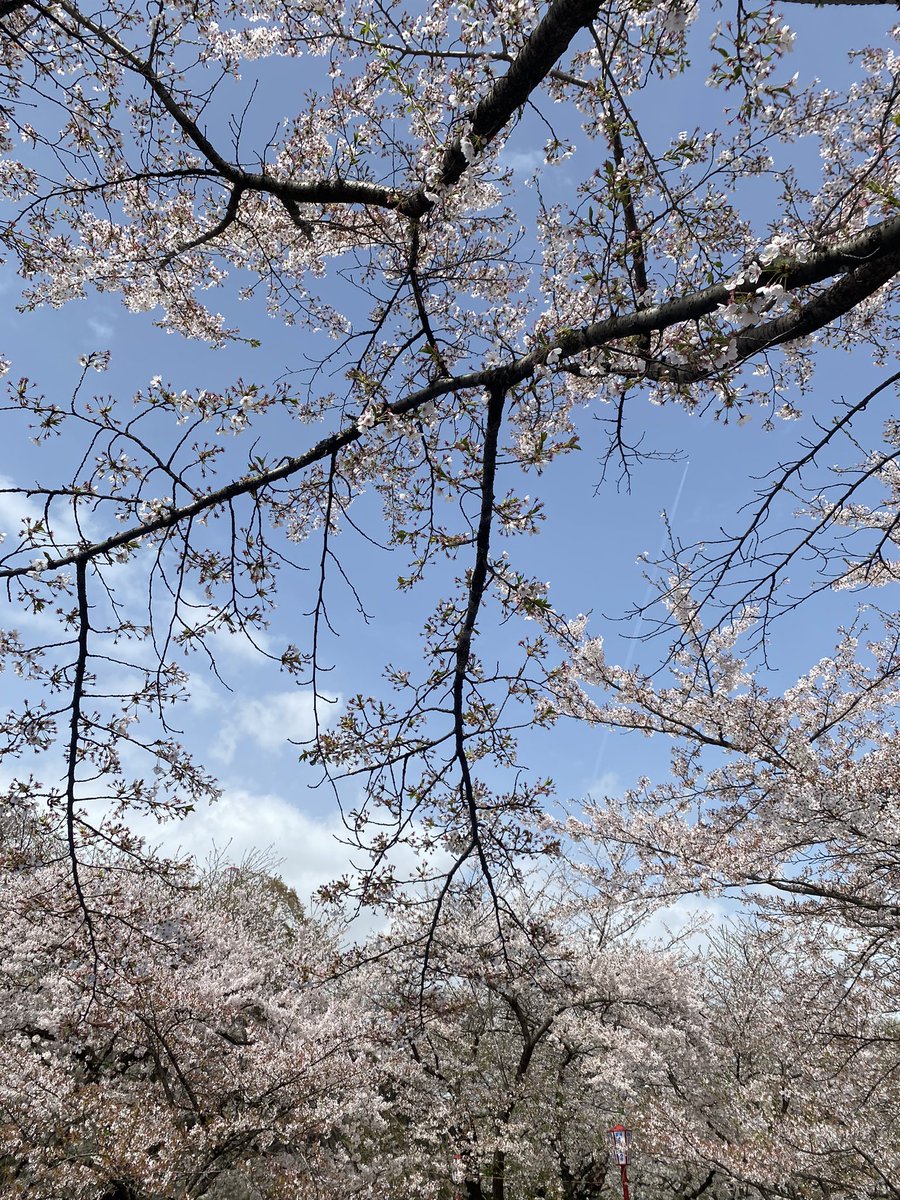 お花見🌸
準備おわりました〜
今日は楽しみます😌