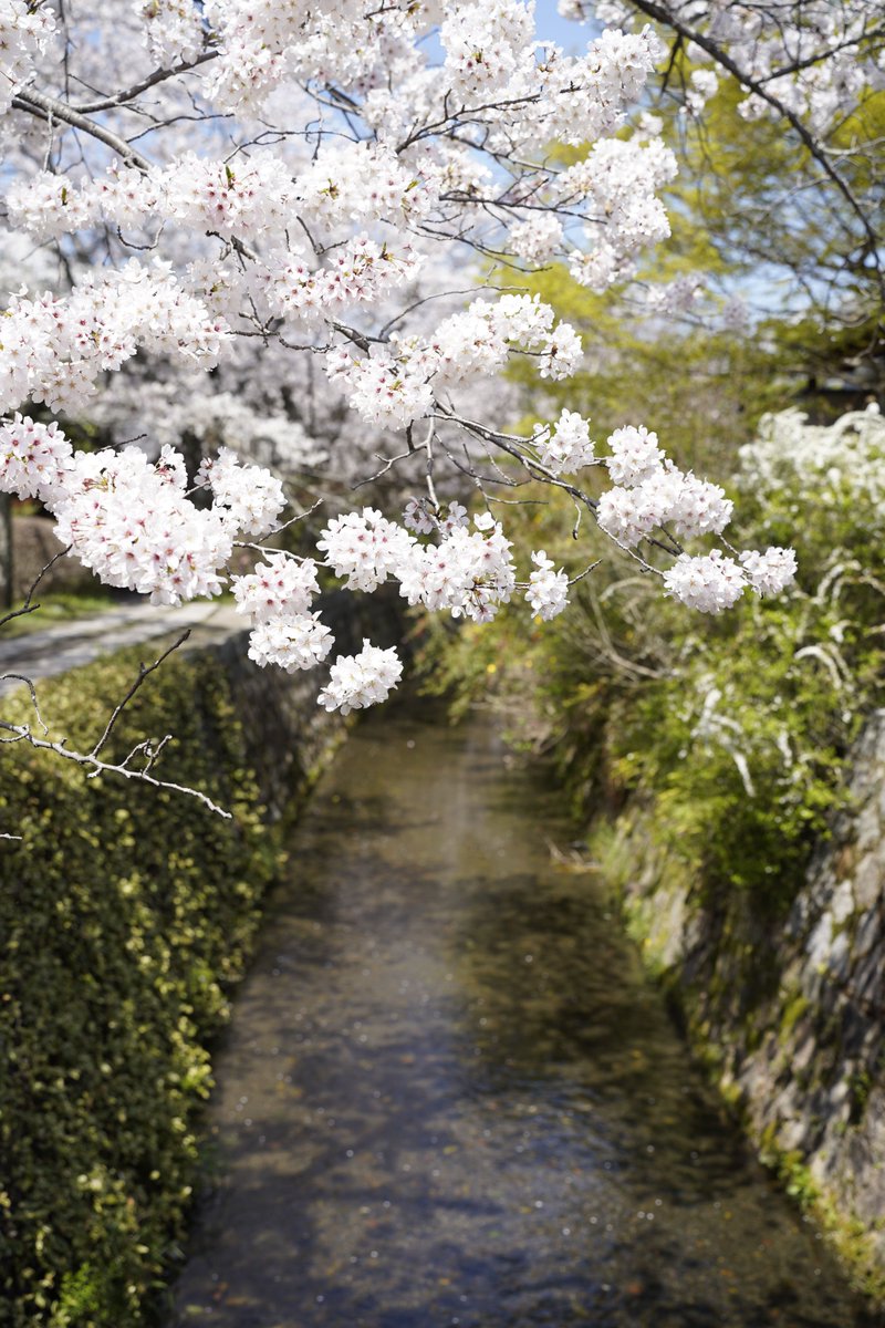 BenXuLab's tweet photo. Incredibly grateful for the warm hospitality by Profs. Aihara and Saito and the rest of the ophthalmology department at @UTokyo_News_en. We had a great discussion about #angleclosure #glaucoma. I was also fortunate to catch the beautiful cherry blossoms in full bloom! @USCEye https://t.co/Z3AlVyw5IS