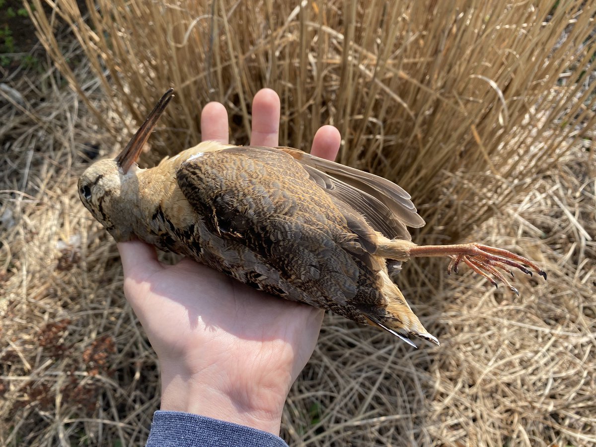 I have held this species in my hand like this more times than I recall, yet I have never seen one alive in the wild. The owner of the building that killed this bird and countless others broke the law. I grow tired of waiting for that to mean something, so regulation can stop this
