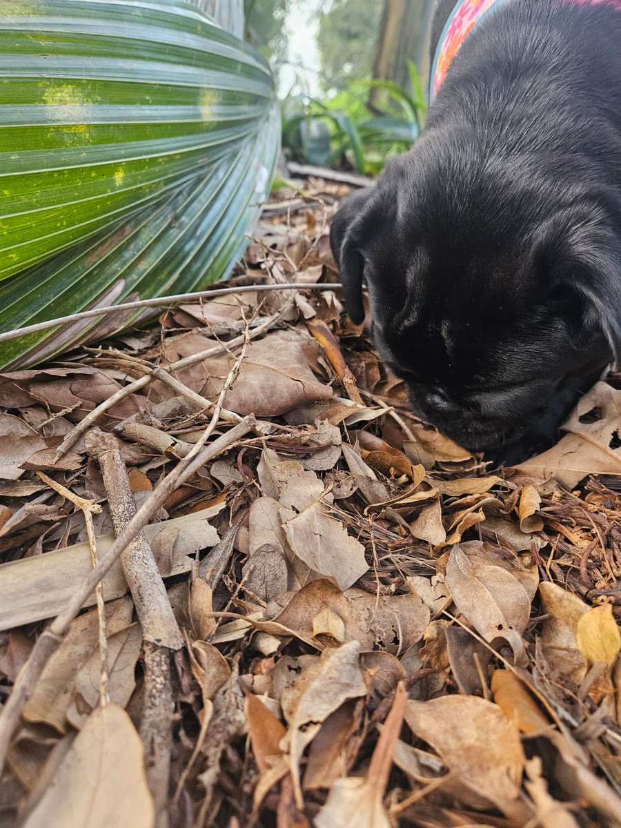 #ZSHQ #puglife hey it’s me the always fierce, Bok Choy. Me pawtrolled the area. Me sniffed and 🦨 there must have been a zombie in de alley. It cleared out in a hurry. Me left me pug glitter. All safe RAAAaaa!