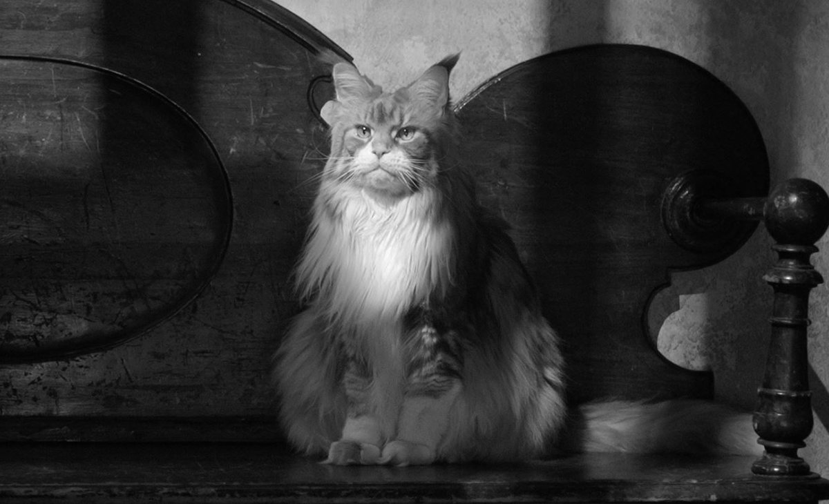 Maine Coon Alert---Lucio, the real star of the Netflix series, Ripley. He's so impressive.