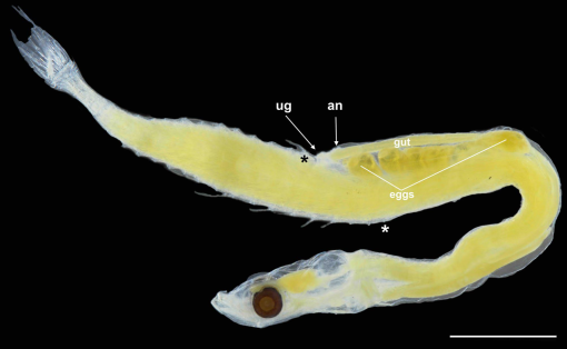 NEW STUDY: Schindleria nana, a new extremely progenetic gobiid fish species (Teleostei: Gobiiformes: Gobiidae) from Lizard Island, GBR

Ahnelt et al. describe S. nana, categorised as a 'dwarf' species under the LDF classification - body length <13 mm.

doi.org/10.25225/jvb.2…