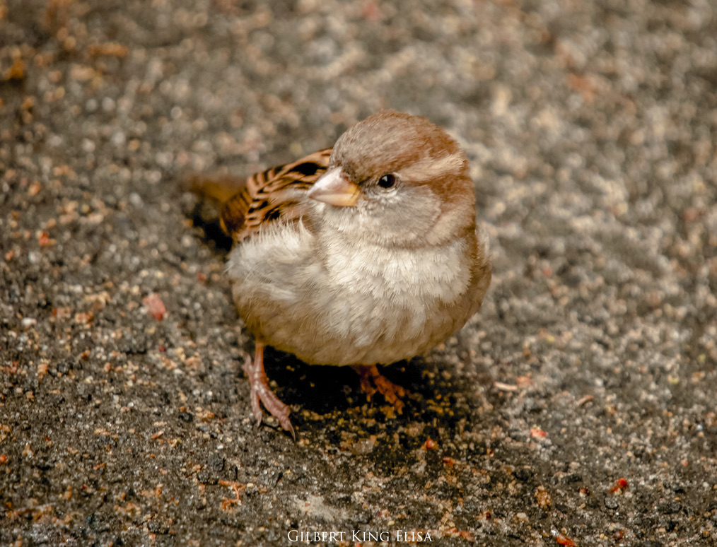 Sparrow #photography #photooftheday #photograph #nature #birds #sparrow #GilbertKingElisa #gardenphotography #plantas #plants #petals #OutdoorAdventures #color #bird #flowers #flower #trees #leaves #colourphotography #garden #colorphotography #photographer #photos…