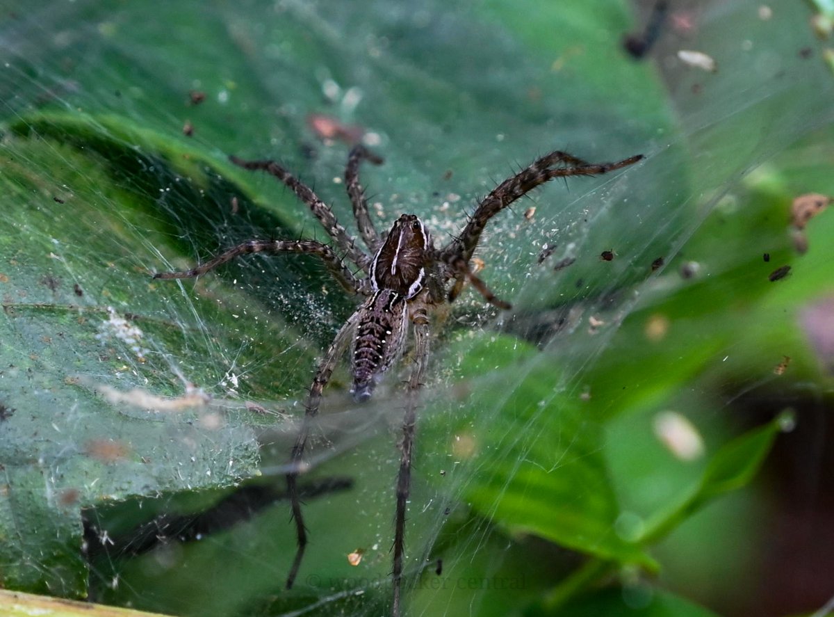Woodpecker_cent's tweet photo. Funnel-web Wolf Spider (genus hippasa) - Surla village, Goa - Nov 23. 
#insectthursday #channel169 #ThePhotoHour #niffeature #entomology #arachnids #spidersofindia #spiders #macrophotography #NikonCreators #natgeoyourshot #biodiversity #conservation #WesternGhats #BBCWildlifePOTD https://t.co/K4IPqUhLhW