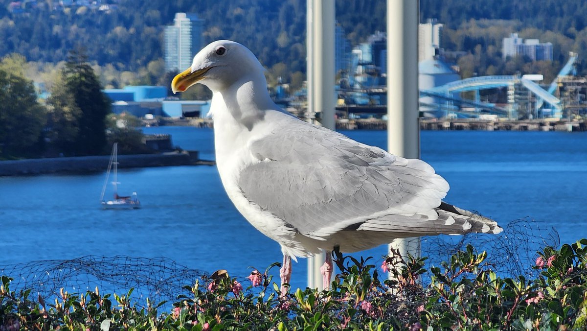 Some Nature shots of 2 animals that have and deserve a bad rap... But majestic when in front of where the Ocean meets our Mountains in Vancouver, BC. #ShareYourWeather @KGordonGlobalBC