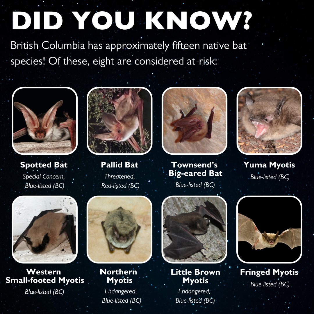 It's #BatAppreciationWeek 🦇 Of the 15 bat species native to B.C., 8 are at-risk or endangered due to threats including habitat loss & White-nose syndrome. We are working to protect and enhance habitat for bats, and are committed to testing for WNS on our conservation areas.