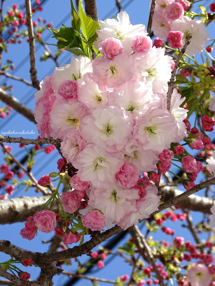 おはようございます😊今日は夕方に雨予報があります☔折りたたみ傘あると良さそうです🌂

⁡#キリトリセカイ⁡
⁡#ファインダー越しの私の世界⁡
#八重桜  #桜  #桜の花が咲く季節
#花が好き #私の花の写真
#花のある景色  #花のある風景
#TLを花でいっぱいにしよう