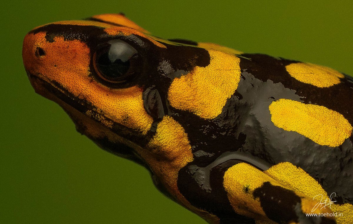 Today the group spent the afternoon photographing two remarkable frogs and one of them was the Harlequin Poison Dart #Frog.
Here are a couple of pictures from a rewarding day. Next year our Colombia phototour is planned in March and I look forward to hosting some of you here.