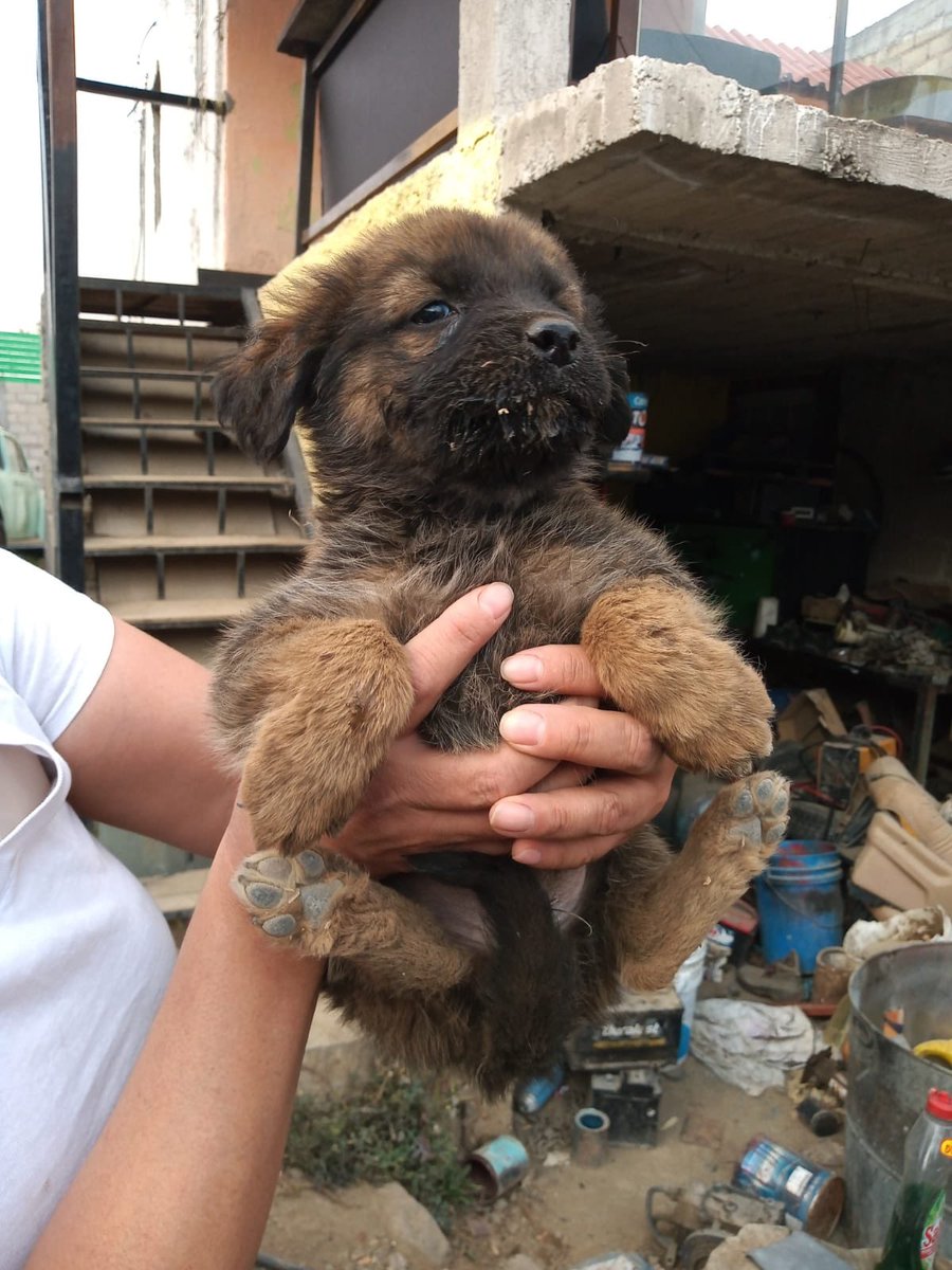 Amigos una madrina de nuestros rescatados nos comentó de este caso,ella va a cubrir los gastos pero para darle luz verde al rescate necesitamos Hogar Temporal para los 3 cachorros 🙏🏼 La mamá se iría a pensión ♥️ ¿Alguien que pueda darle HT aunque sea a uno? 🥺