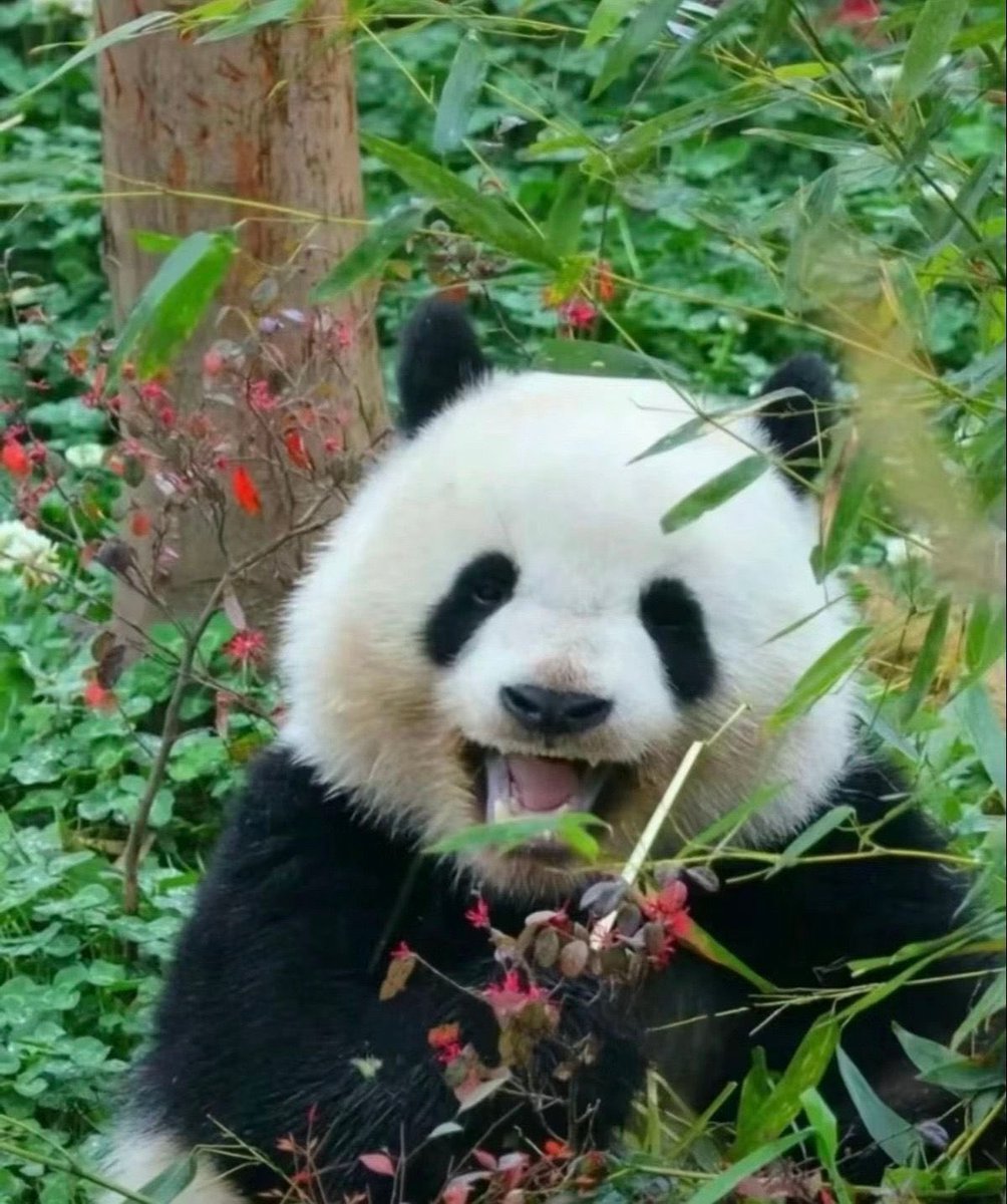 thanh40180's tweet photo. Smile boy Bei Chen #panda #animal #cute https://t.co/TGvoZ8TDpS