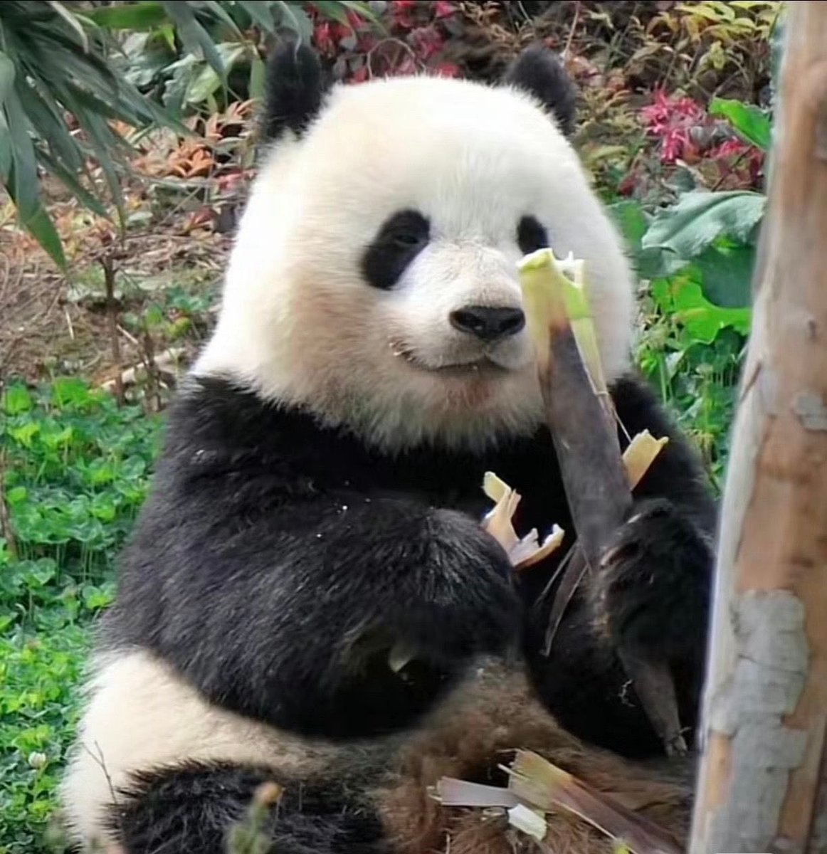 thanh40180's tweet photo. Smile boy Bei Chen #panda #animal #cute https://t.co/TGvoZ8TDpS