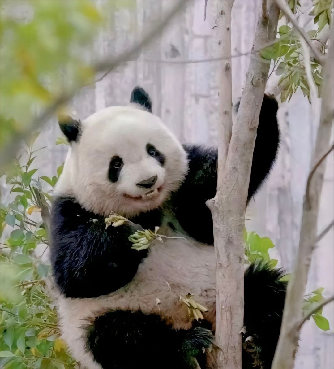 thanh40180's tweet photo. Smile boy Bei Chen #panda #animal #cute https://t.co/TGvoZ8TDpS