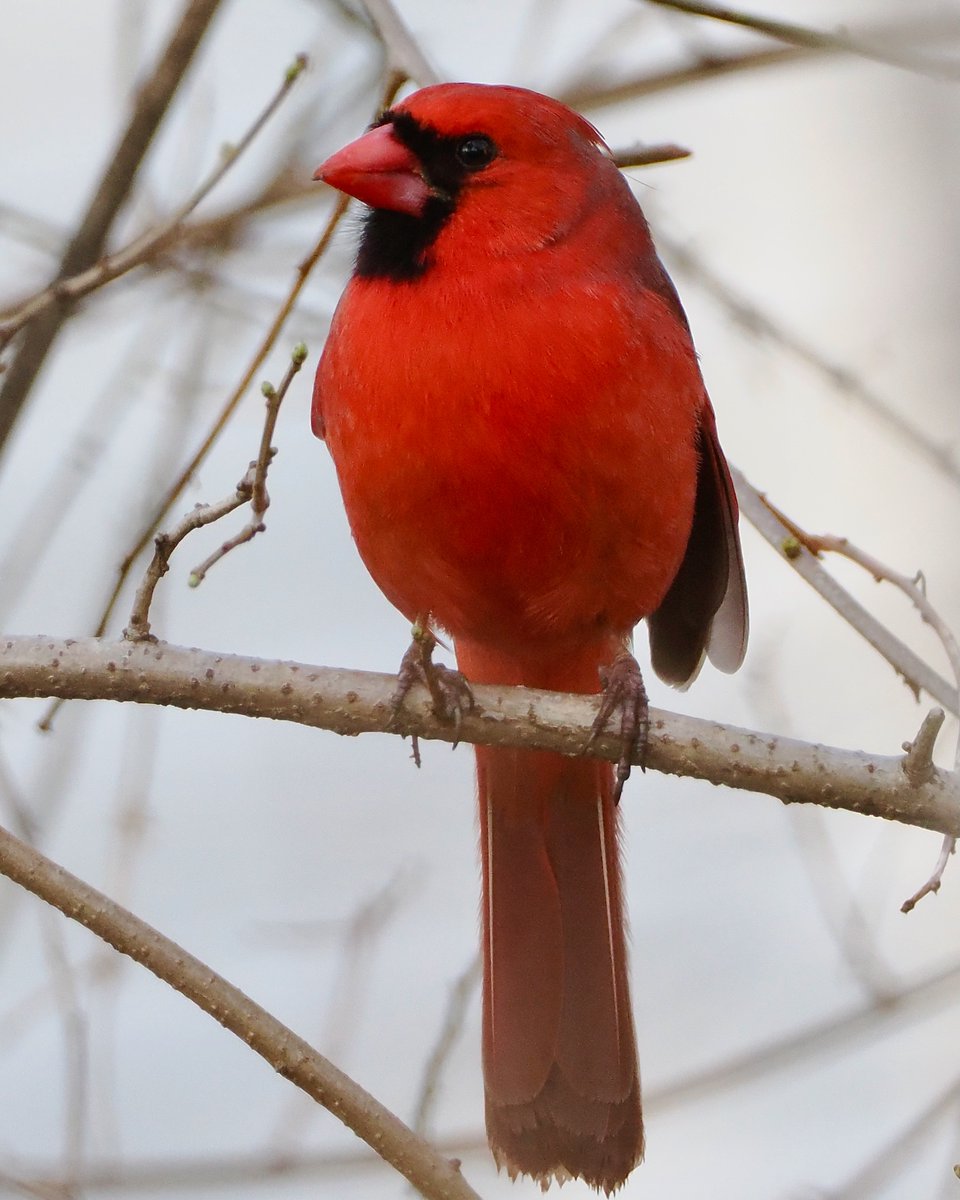 Mr. Handsome #birds #birdphotography #naturephotography #wildlifephotography #centralmass #TwitterNatureCommunity #OM1 #centralma #wildlife #nature #Massachusetts #birdwatching #worcester #worcesterma #urbanbirds #Cardinals #northerncardinal #OLYMPUS