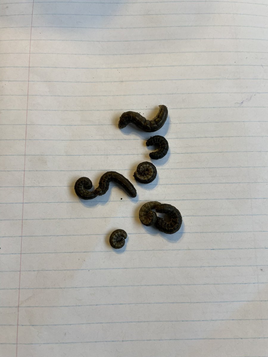 DaleSteele11's tweet photo. #plant24 in southern Alberta (before this snow) checking planting depth… maybe correlation to canola stubble regrowth last fall & Army cutworm population? Or maybe just a few random fields? Watch for #cutworms when checking seeding depth & #crop scouting with #precisionag tools https://t.co/cuKodcOzuF