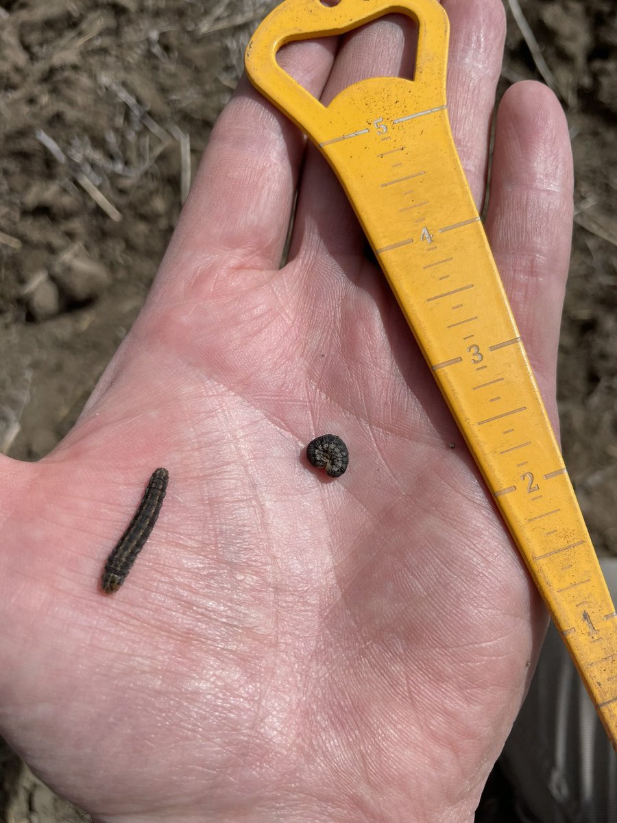 DaleSteele11's tweet photo. #plant24 in southern Alberta (before this snow) checking planting depth… maybe correlation to canola stubble regrowth last fall & Army cutworm population? Or maybe just a few random fields? Watch for #cutworms when checking seeding depth & #crop scouting with #precisionag tools https://t.co/cuKodcOzuF
