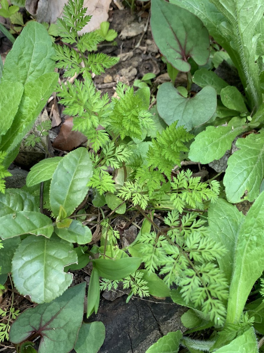 ゆすけsun tweet media