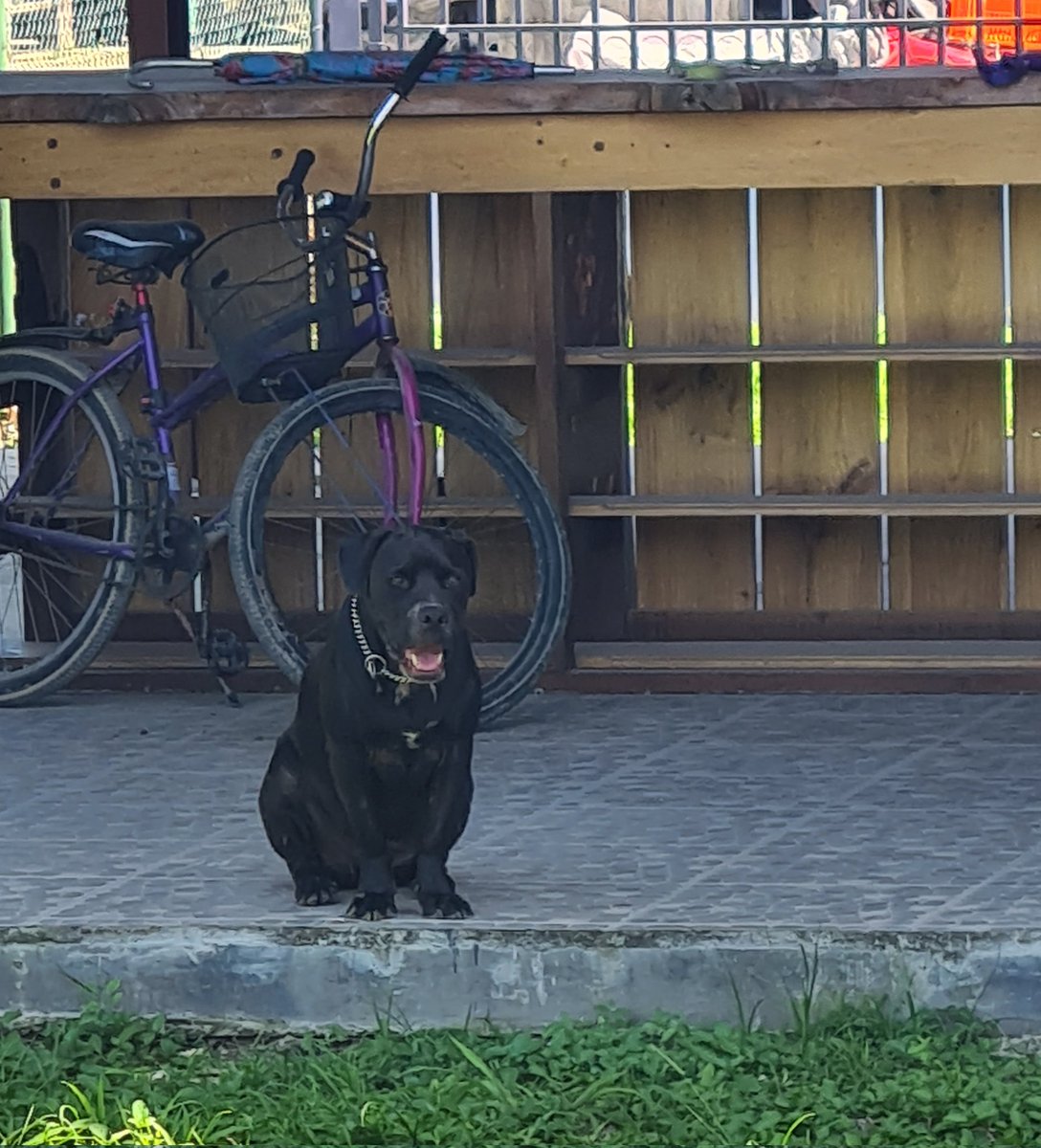 Cindyanajones's tweet photo. Cosas bonitas de Bocas:
Una cuchara verde 
Un perro devora almas 
Una lorita celosa https://t.co/5kz9FB79Z4
