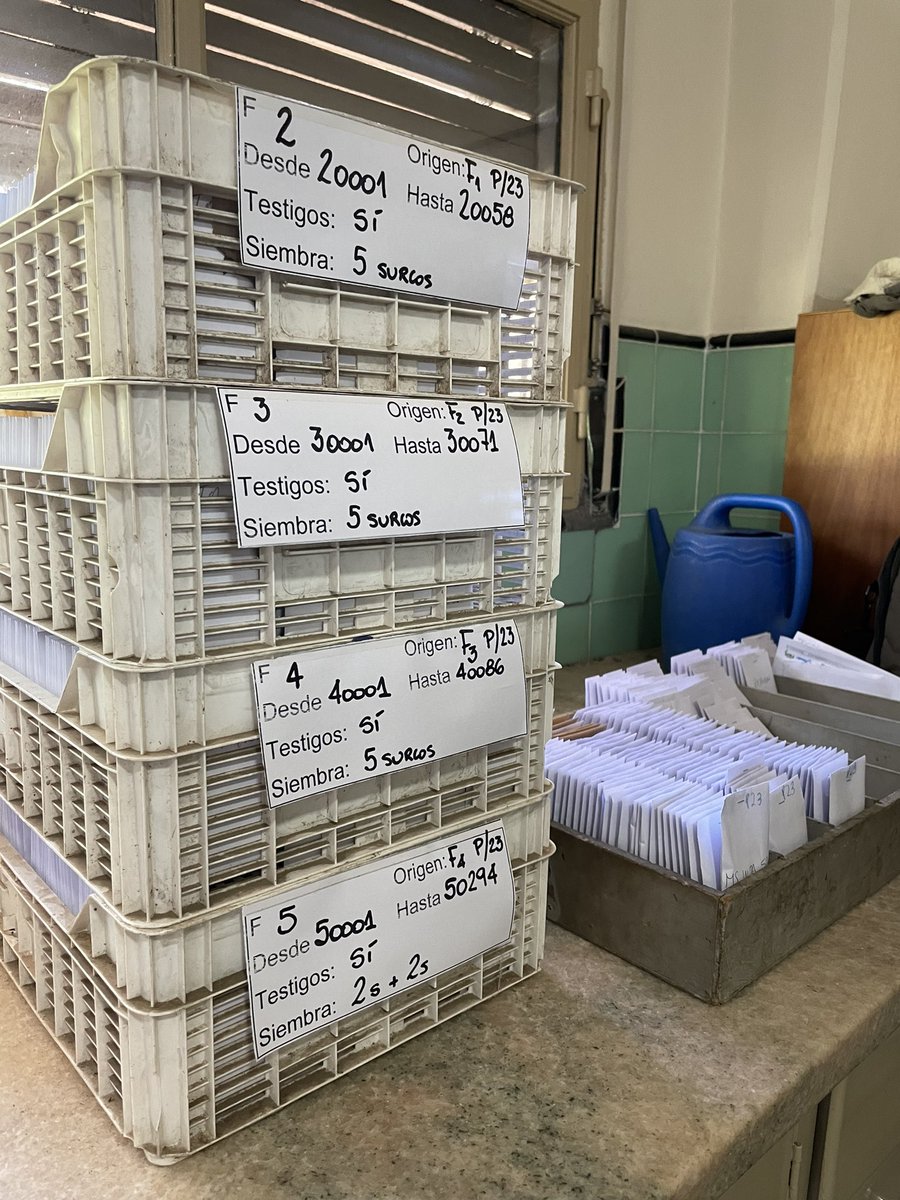 Comenzando una nueva campaña del programa de mejora genetica de trigo en <a href="/IntaPergamino/">INTA Pergamino</a>. Acciones conjuntas con <a href="/macro_seed/">MacroSeed | LDC</a> para lograr mejores resultados. <a href="/intaargentina/">INTA</a>